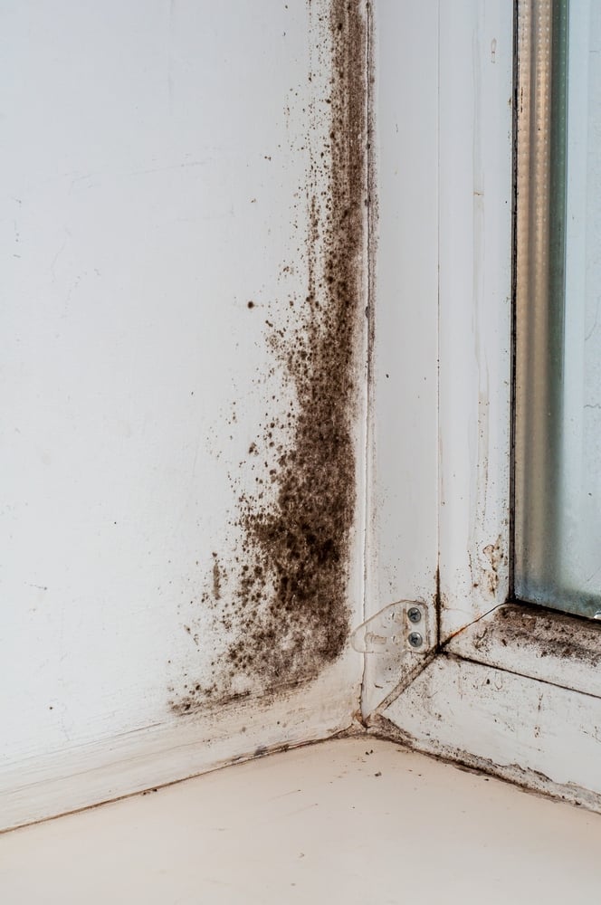 What Does a Mould Inspection Involve​