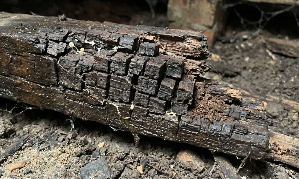 wood rot