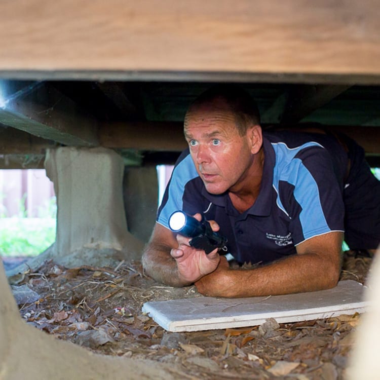 pest inspections background (1)