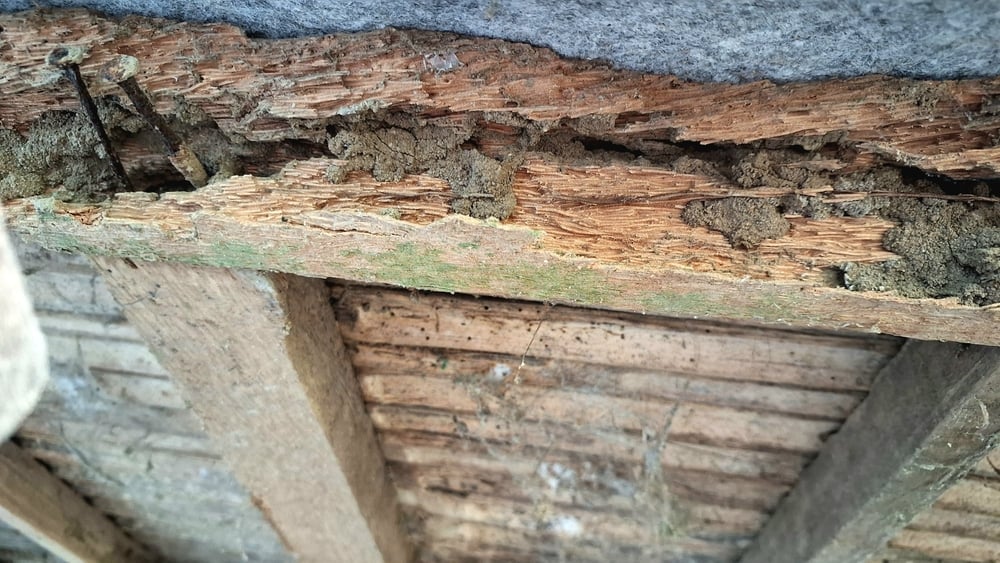 close up,view,of,severe,termite,damage,and,decay,on,old