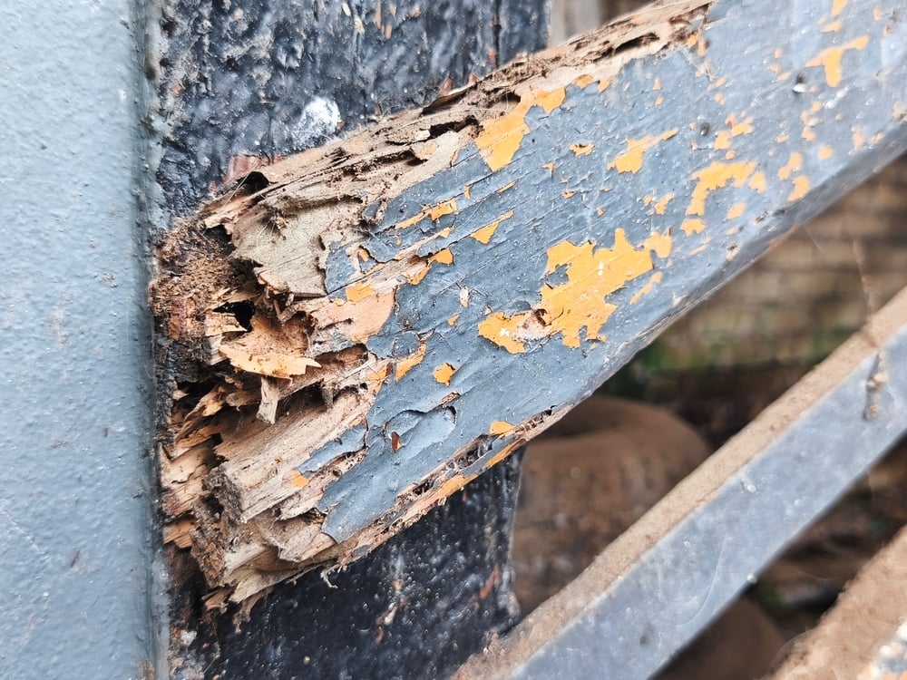 a,splintered,and,decayed,wooden,beam,shows,signs,of,rot